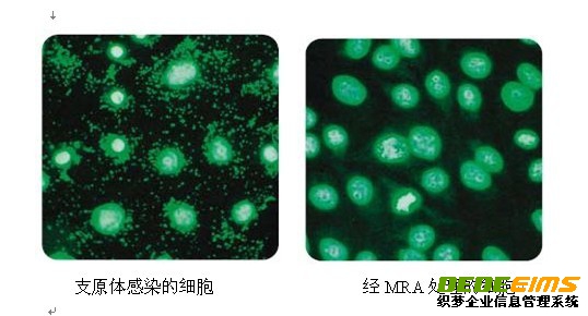 支原體去除試劑MRA具有強的抵制支原體活性，使用方便及作用濃度低，細胞毒性