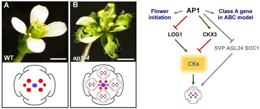 遺傳發(fā)育所在PNAS揭示AP1維持花分生組織有限生長的機制