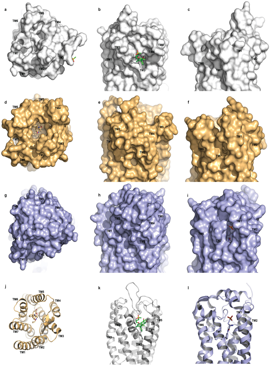 Nature:抗糖尿病藥物目標(biāo)GPR40的結(jié)構(gòu)