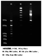 HPAGAROSE 高分辨率瓊脂糖